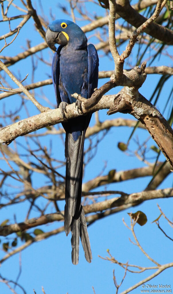 Hyacinth Macaw