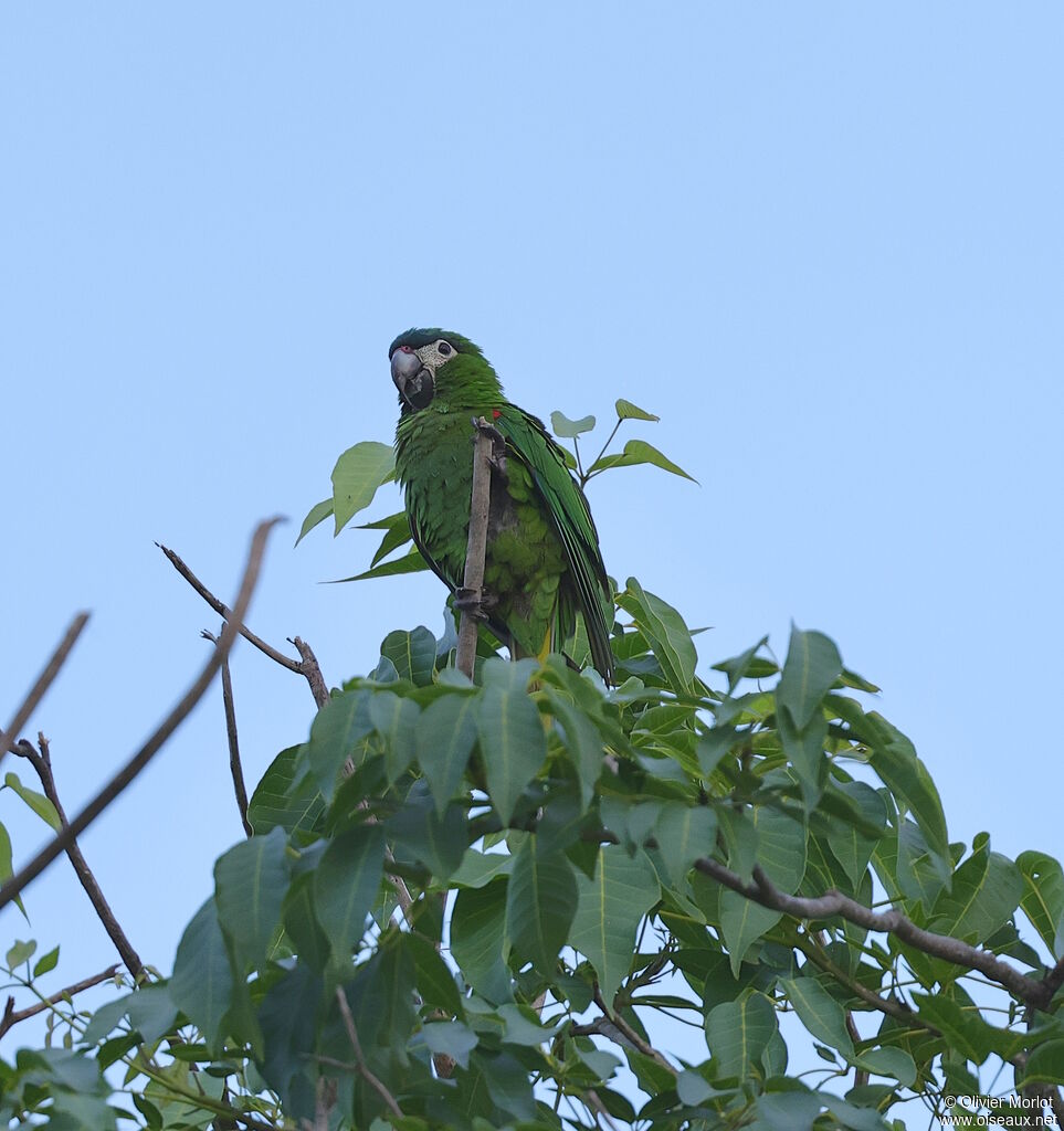 Red-shouldered Macaw