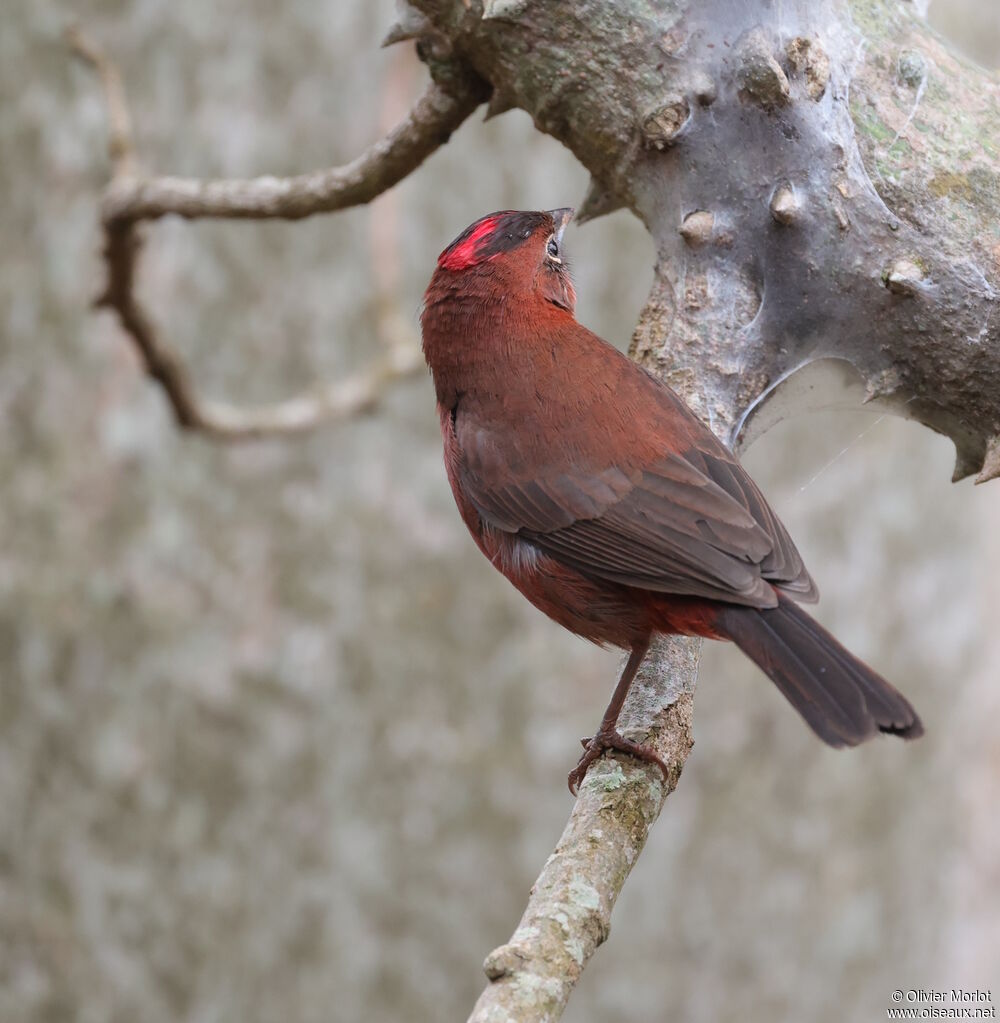 Red Pileated Finch male
