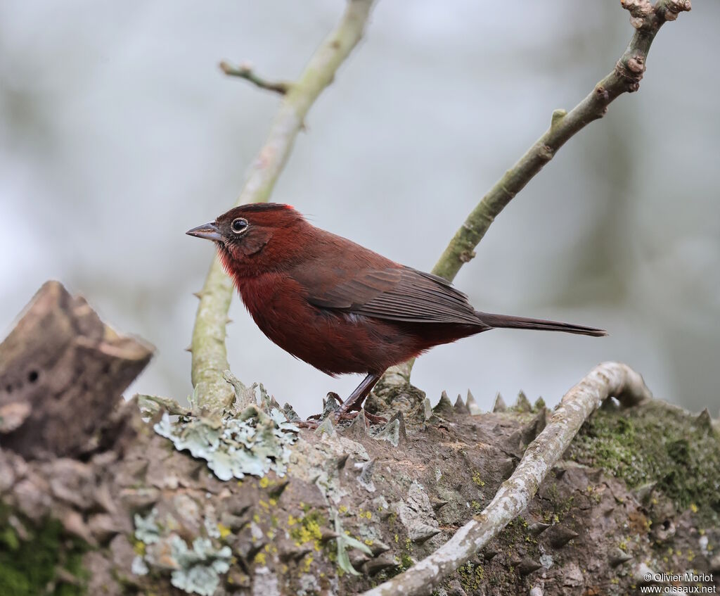 Red Pileated Finch male
