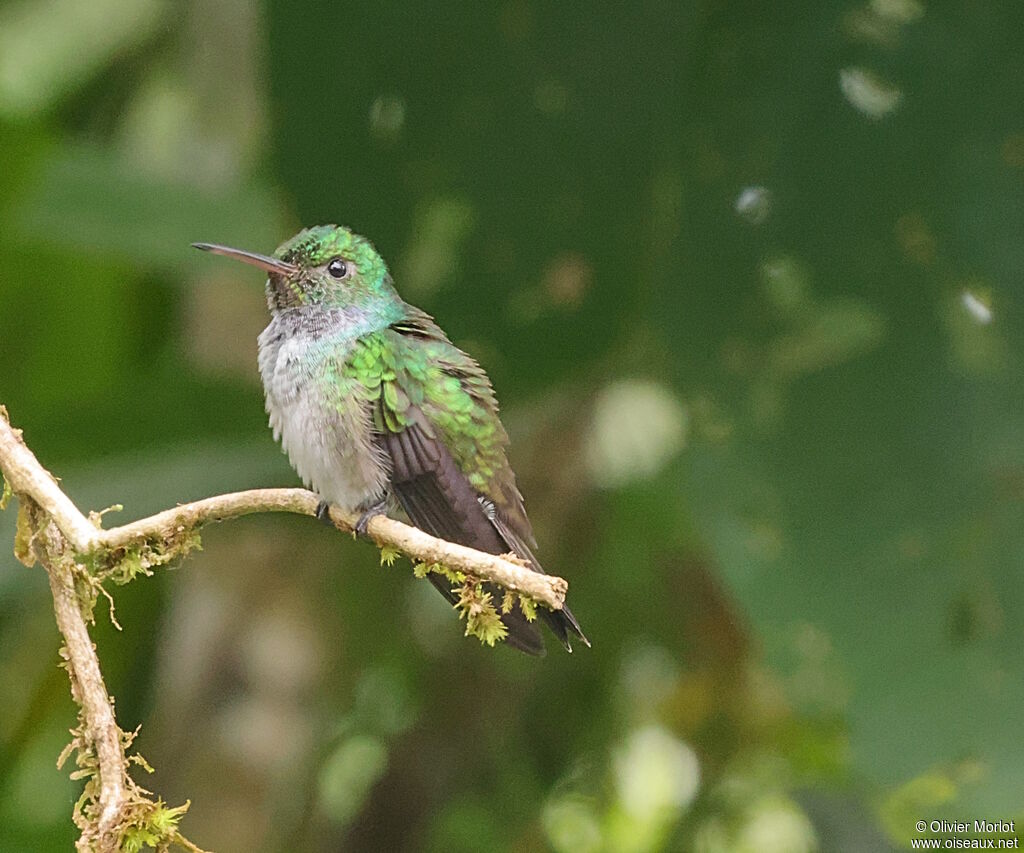 Blue-chested Hummingbird female