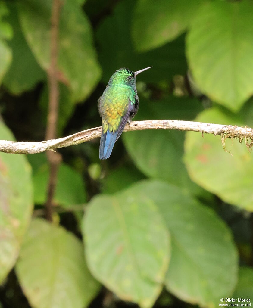 Blue-chested Hummingbird