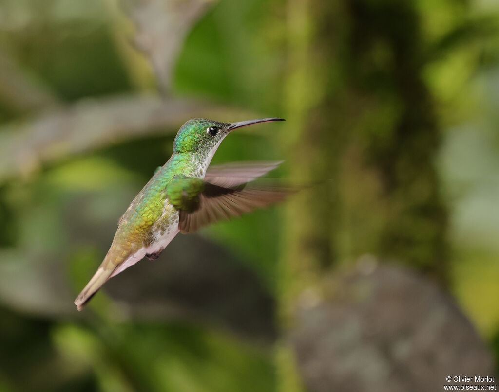 Andean Emerald