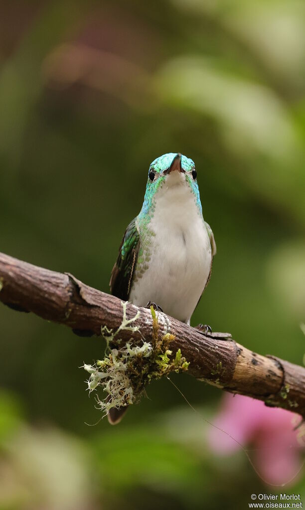 Andean Emerald