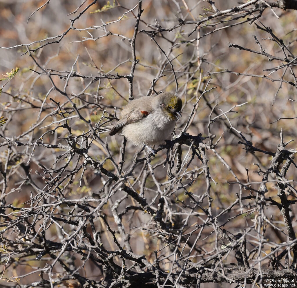 Verdin