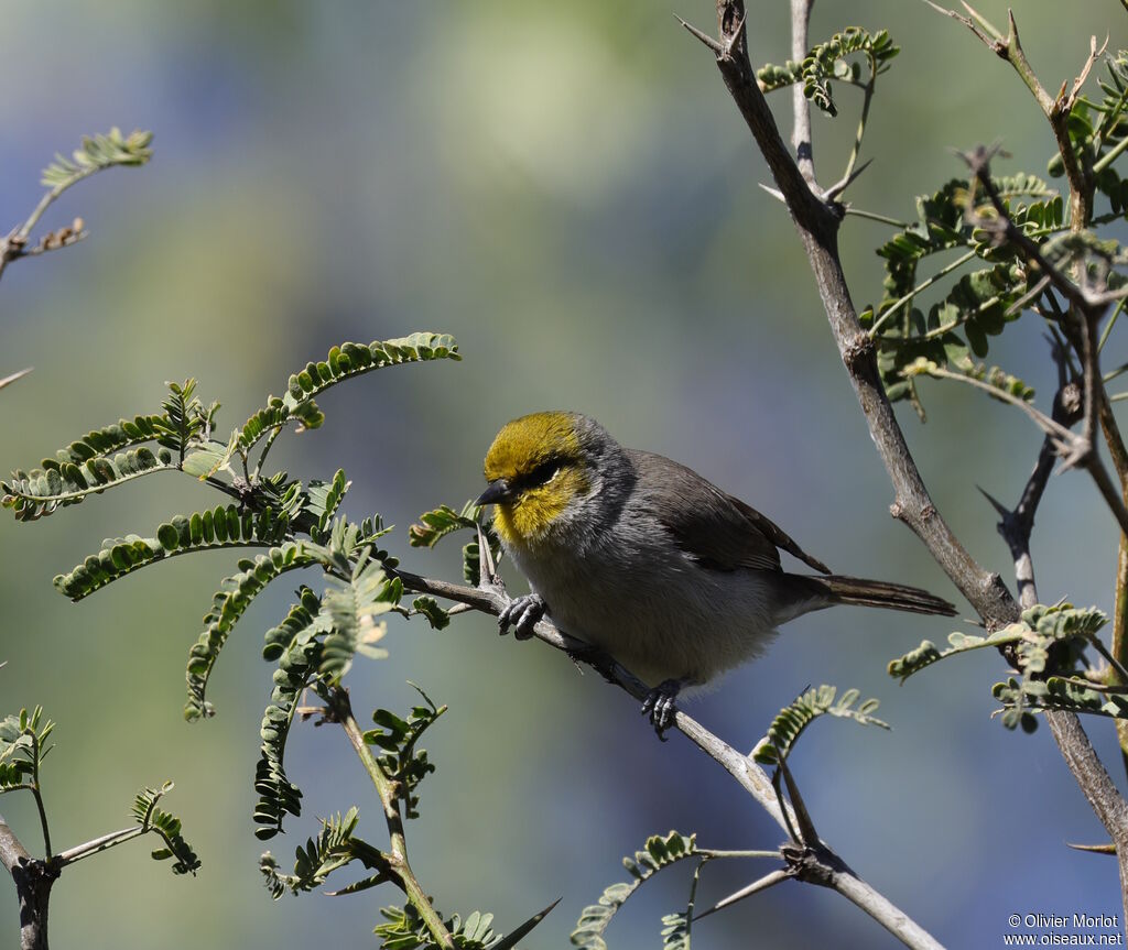 Verdin