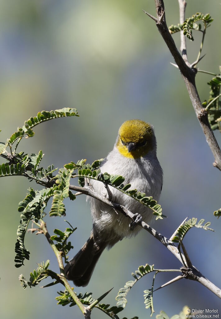 Verdin