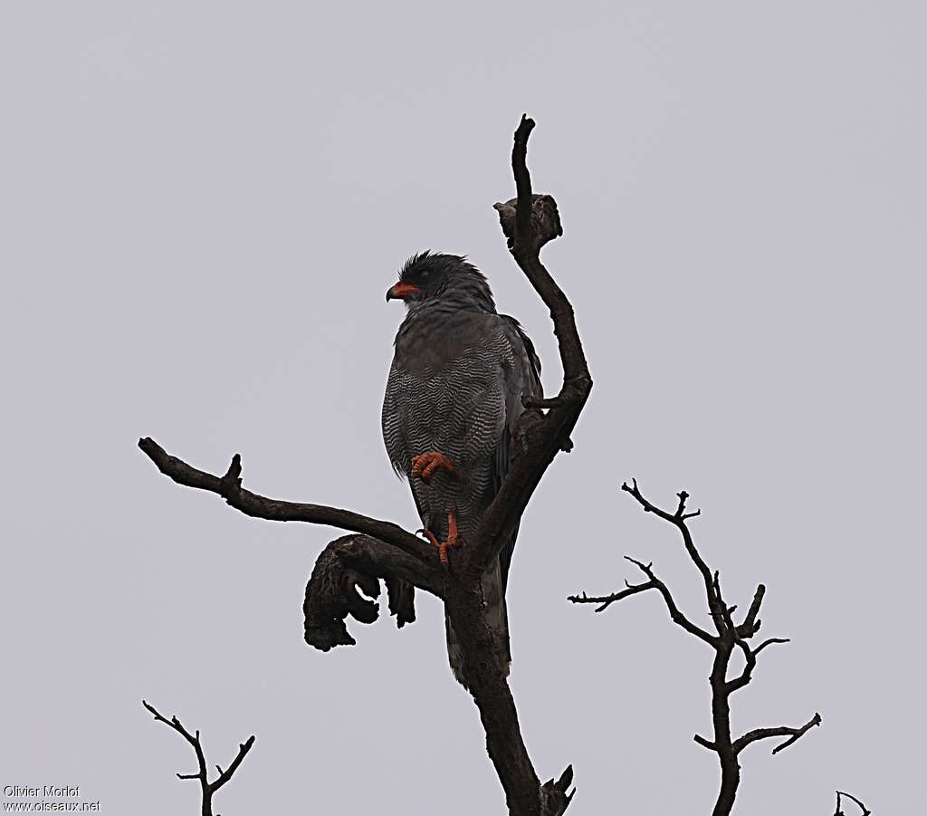 Dark Chanting Goshawkadult, habitat