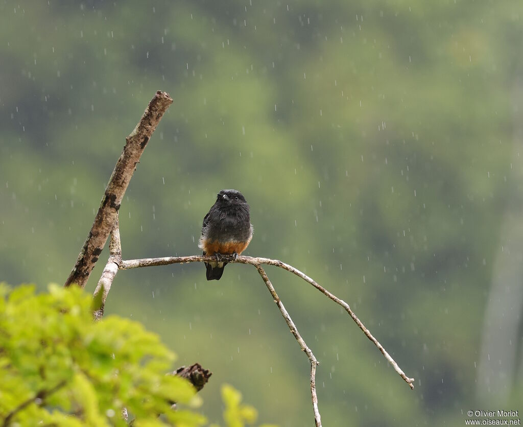 Barbacou à croupion blanc