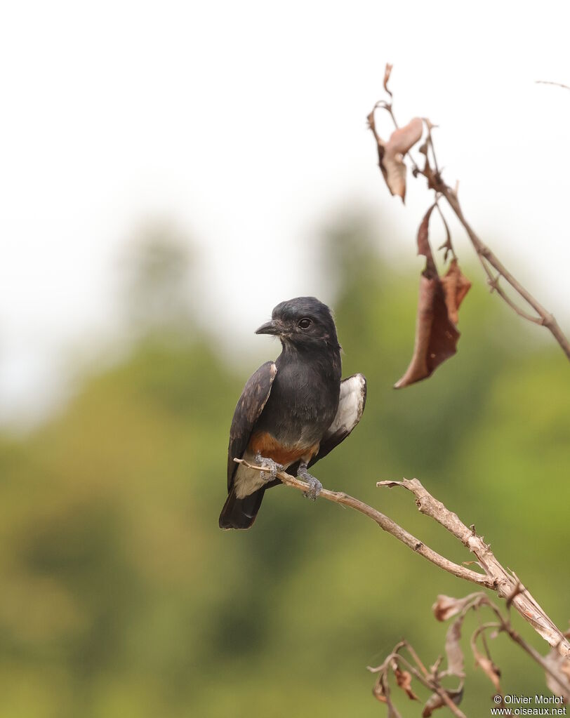 Barbacou à croupion blanc
