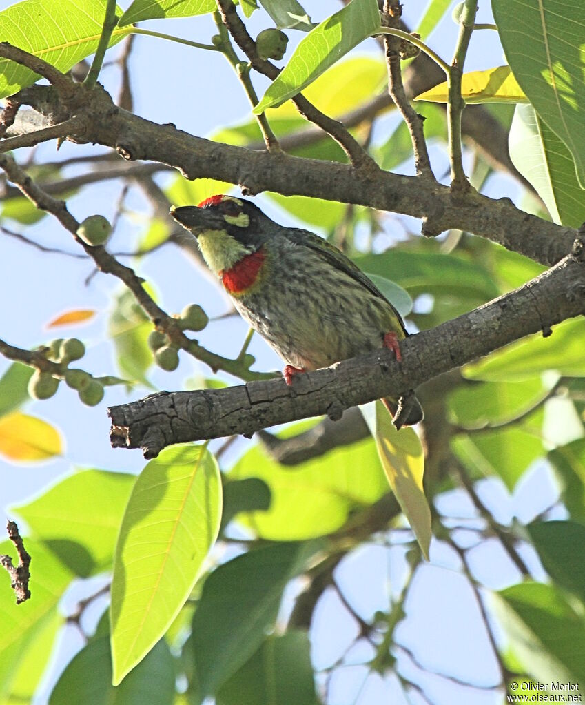 Barbu à plastron rouge