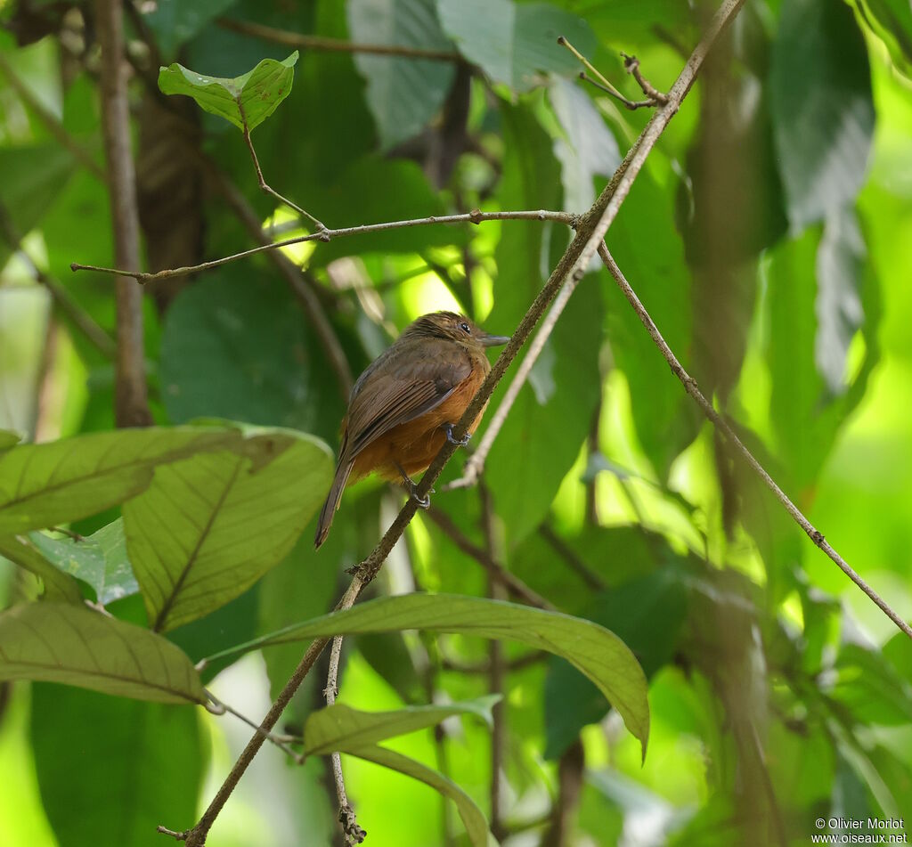 Cinereous Antshrike