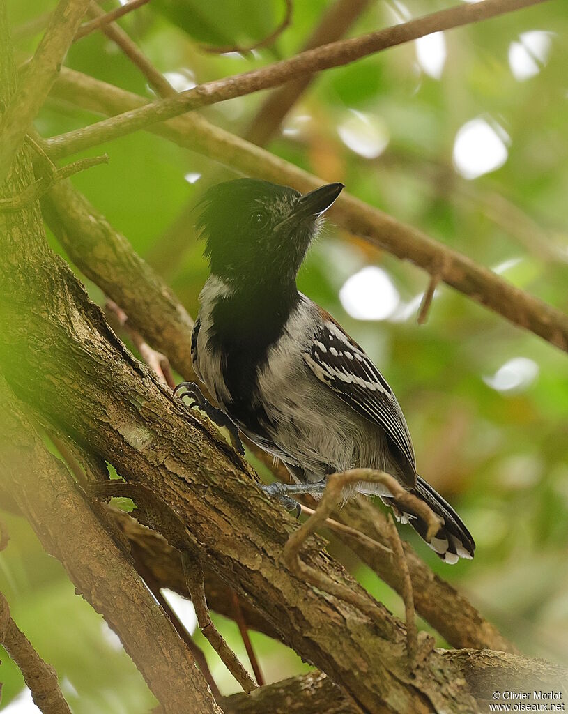 Black-crested Antshrike