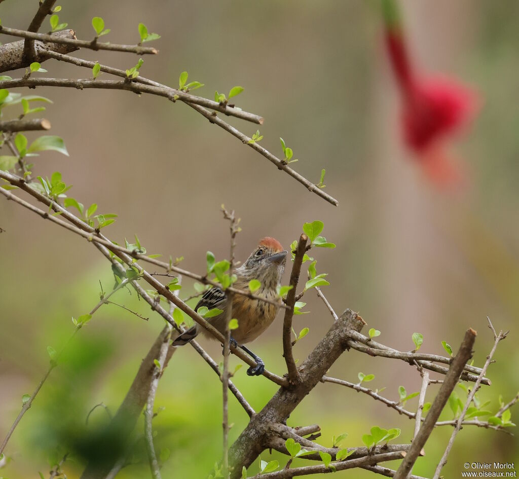 Batara huppé femelle
