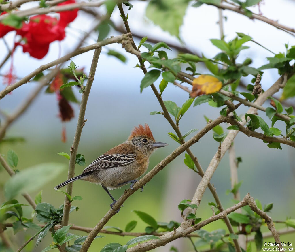 Batara huppé femelle