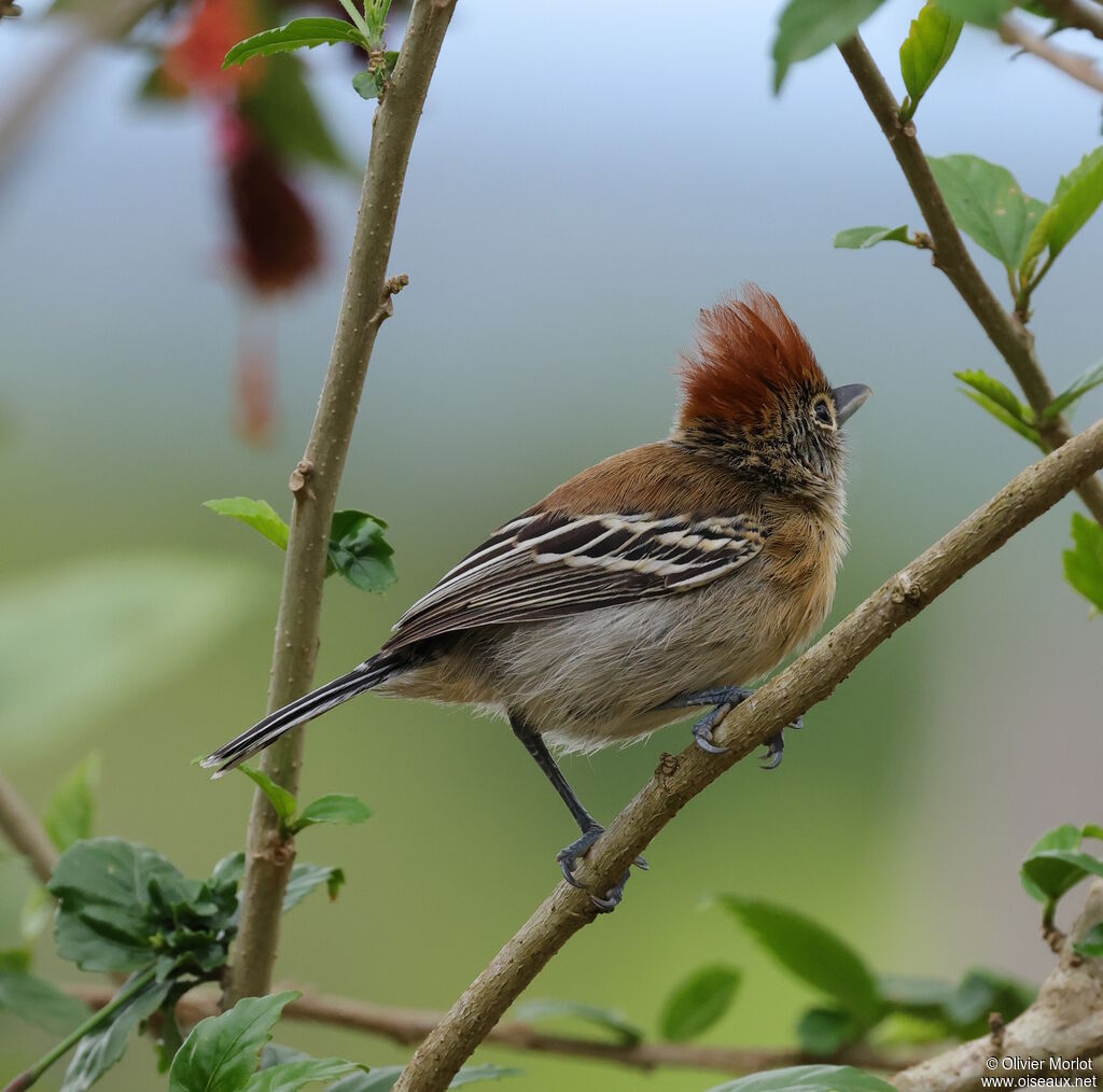 Batara huppé femelle