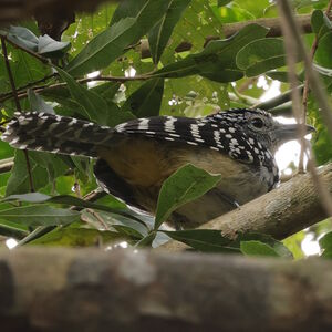 Batara moucheté