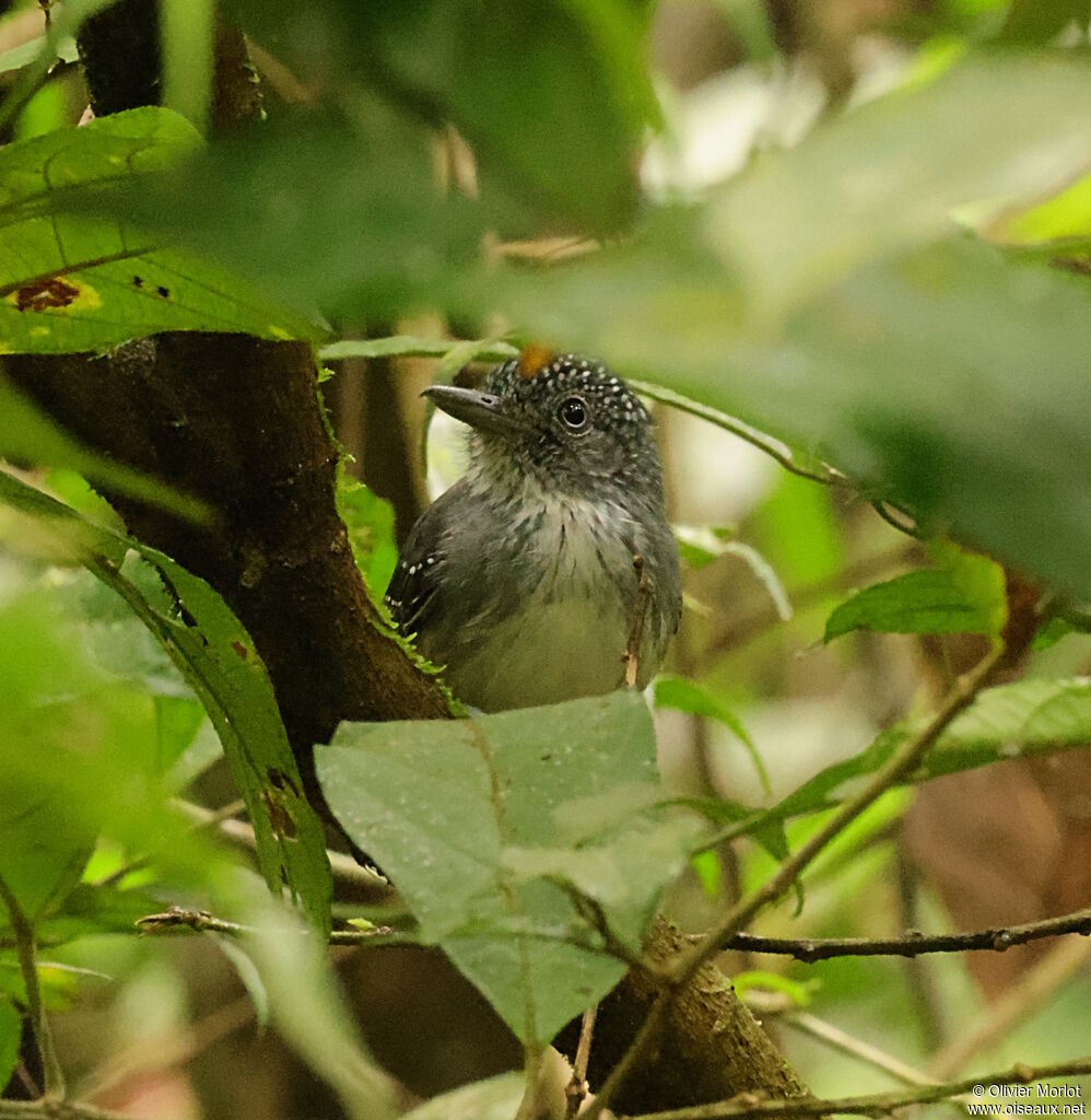 Batara ponctué mâle