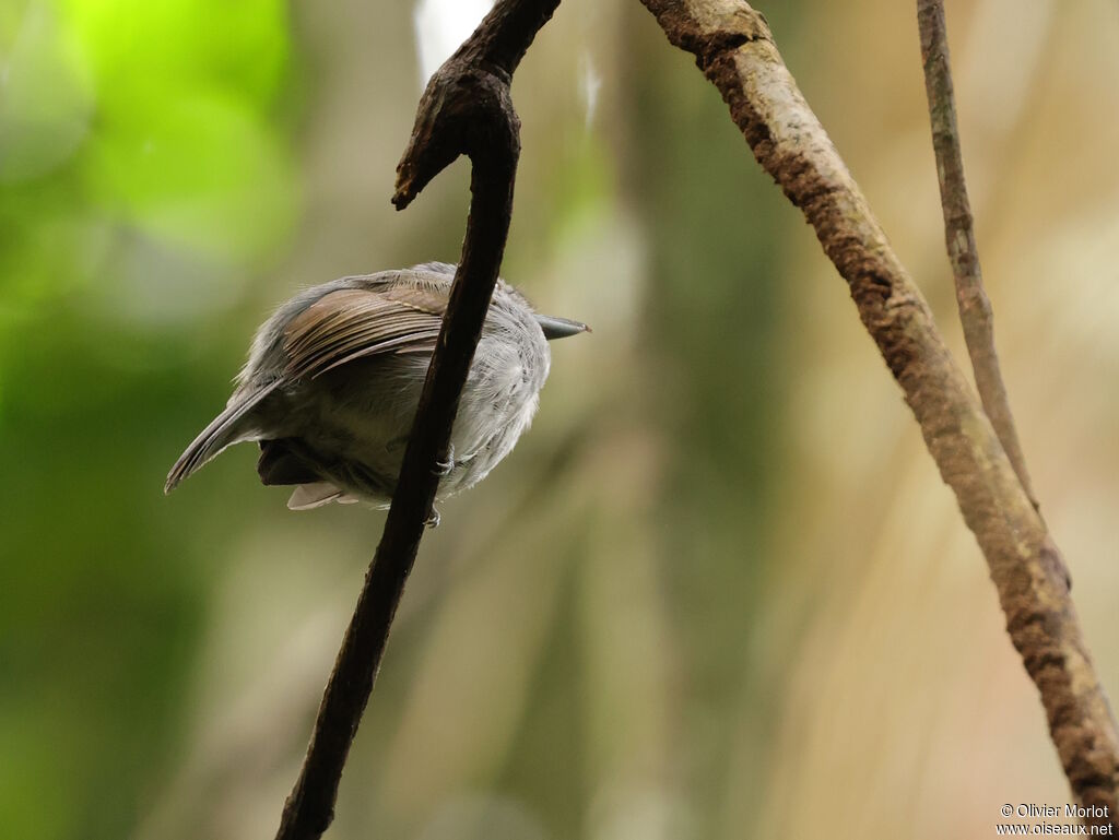Mouse-colored Antshrike
