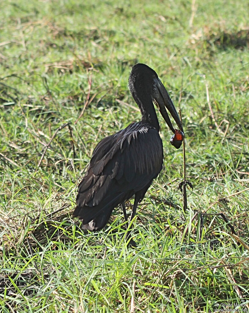 African Openbill