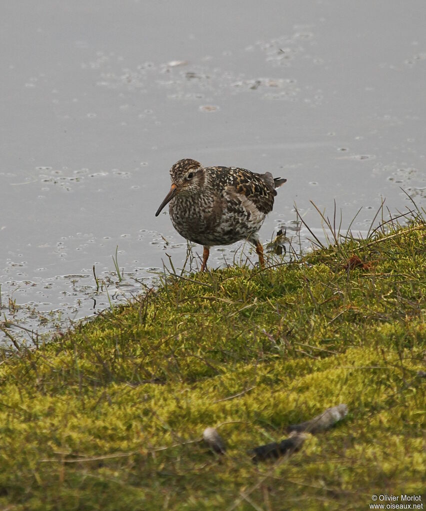 Purple Sandpiper