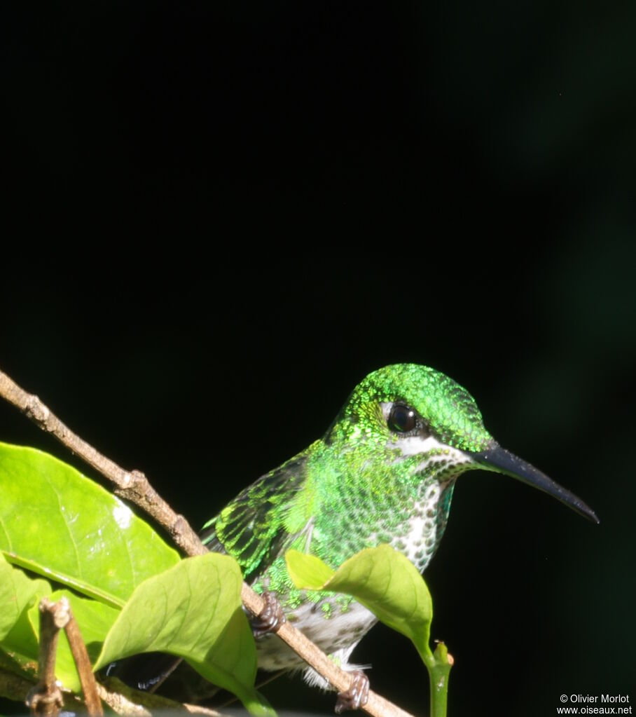 Green-crowned Brilliant female