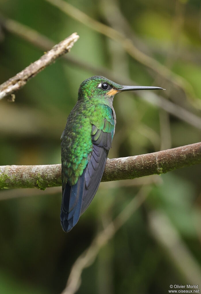 Green-crowned Brilliant male immature
