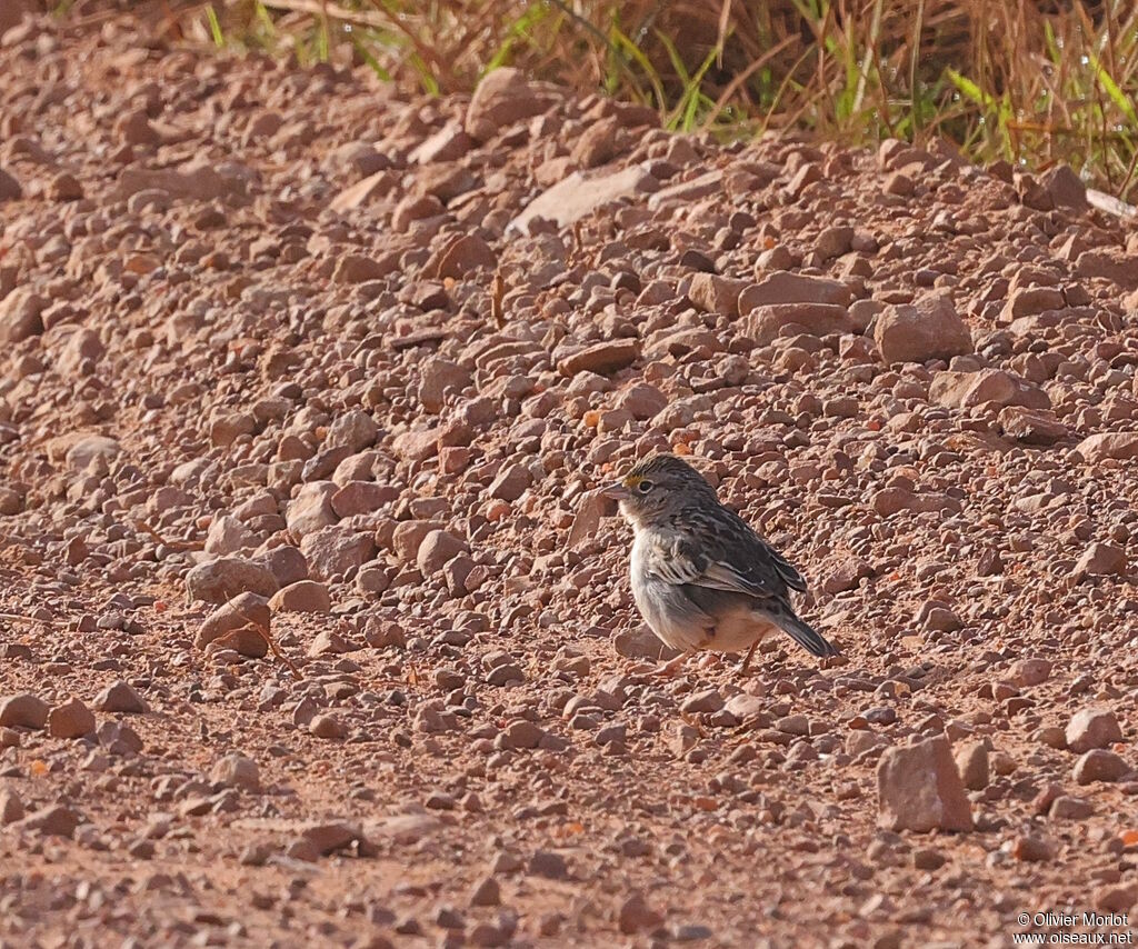 Bruant des savanes