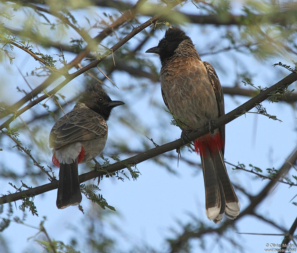 Red-vented Bulbul