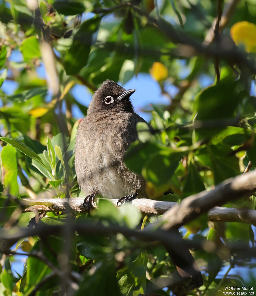 Bulbul du Cap