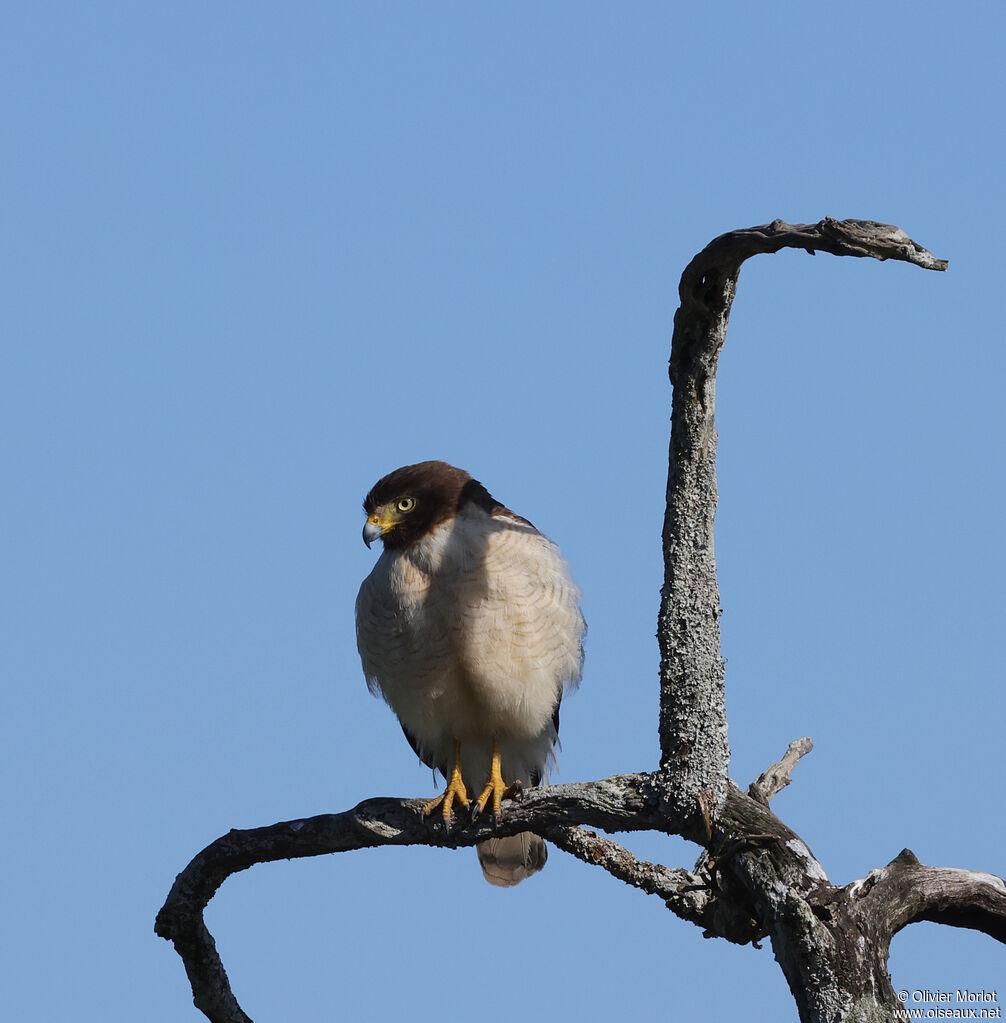 Roadside Hawk