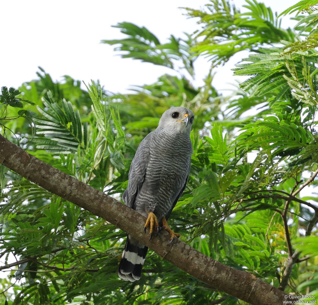 Grey-lined Hawk