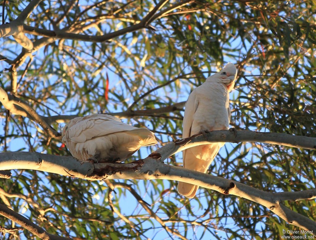 Cacatoès corella