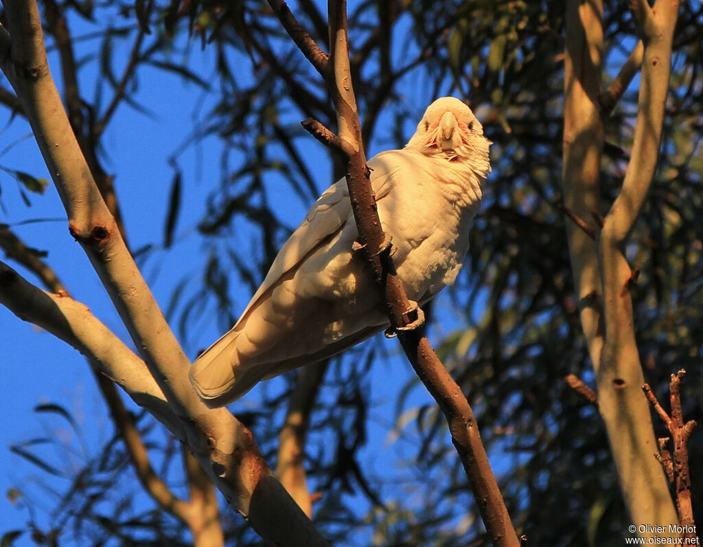 Cacatoès corella
