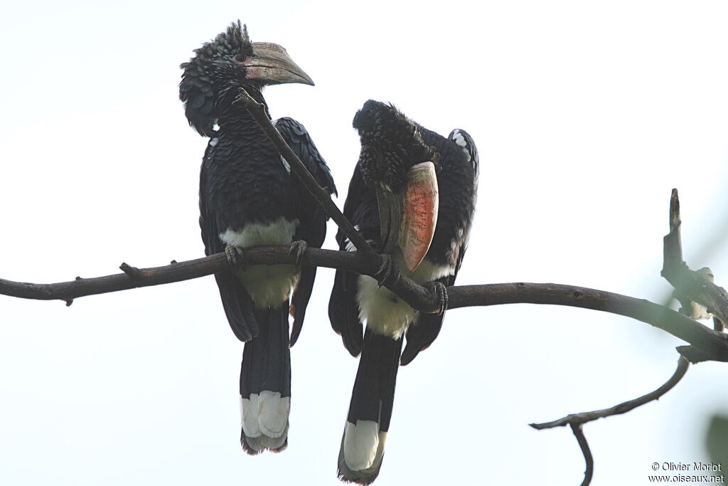 Silvery-cheeked Hornbill