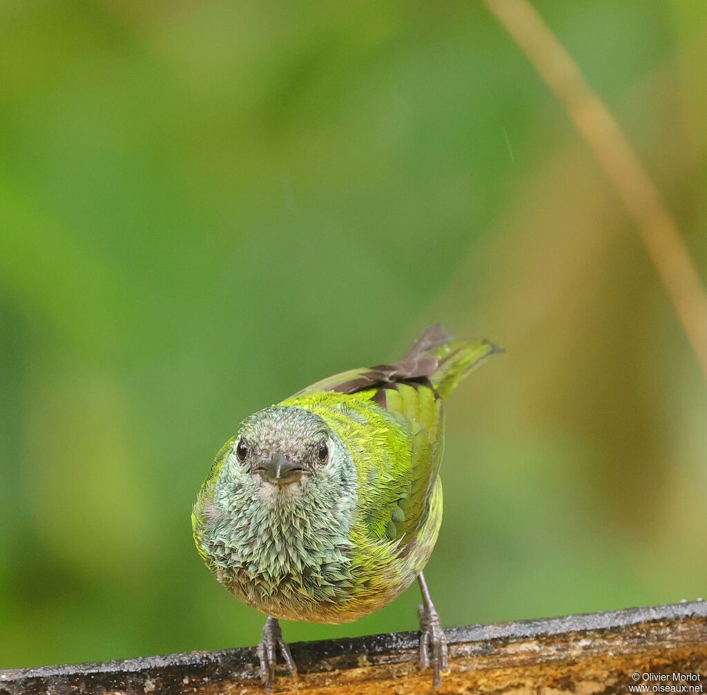 Black-capped Tanager female