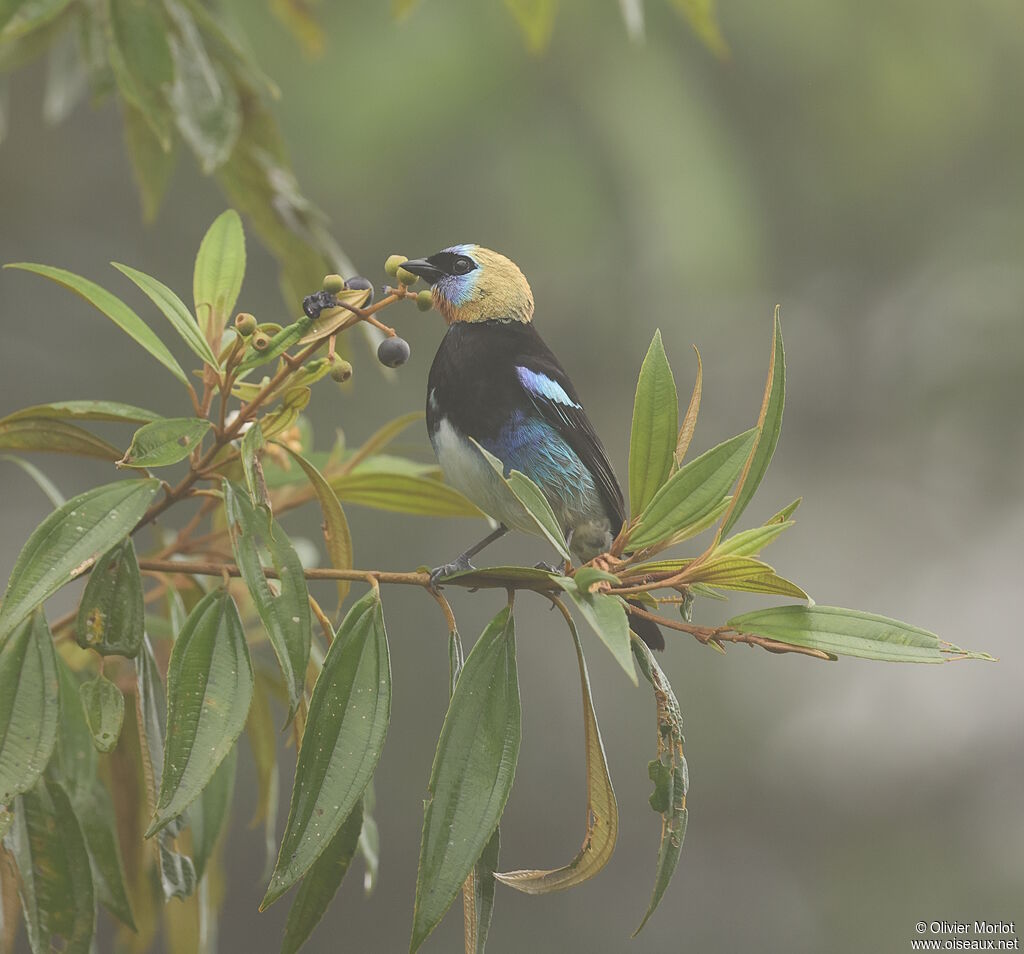 Golden-hooded Tanager