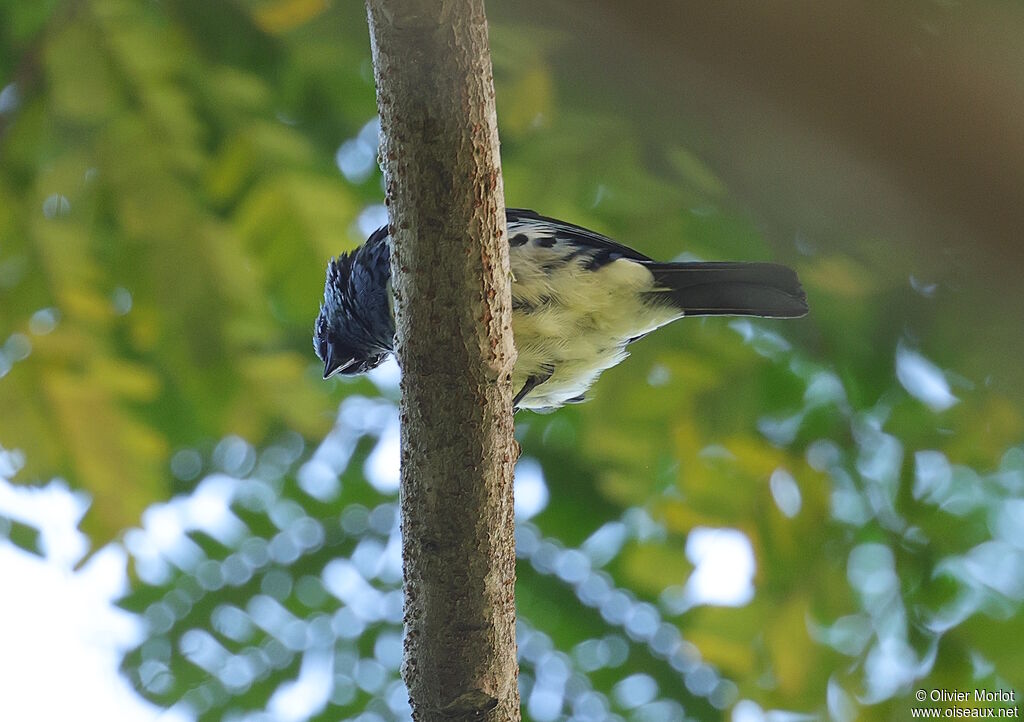 Calliste diable-enrhumé