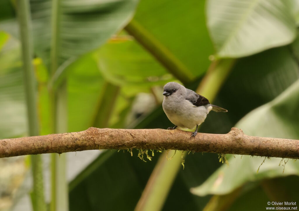 Plain-colored Tanager