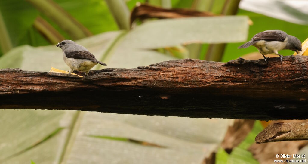 Plain-colored Tanager
