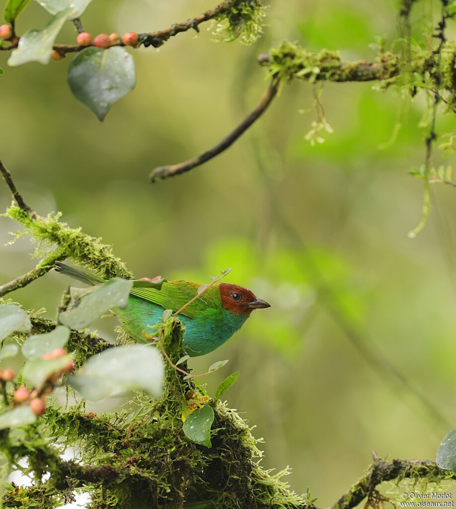 Bay-headed Tanager