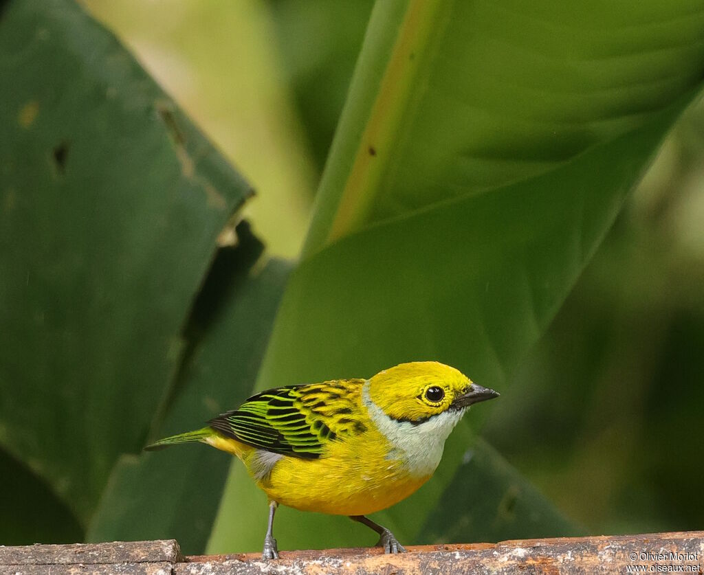 Silver-throated Tanager
