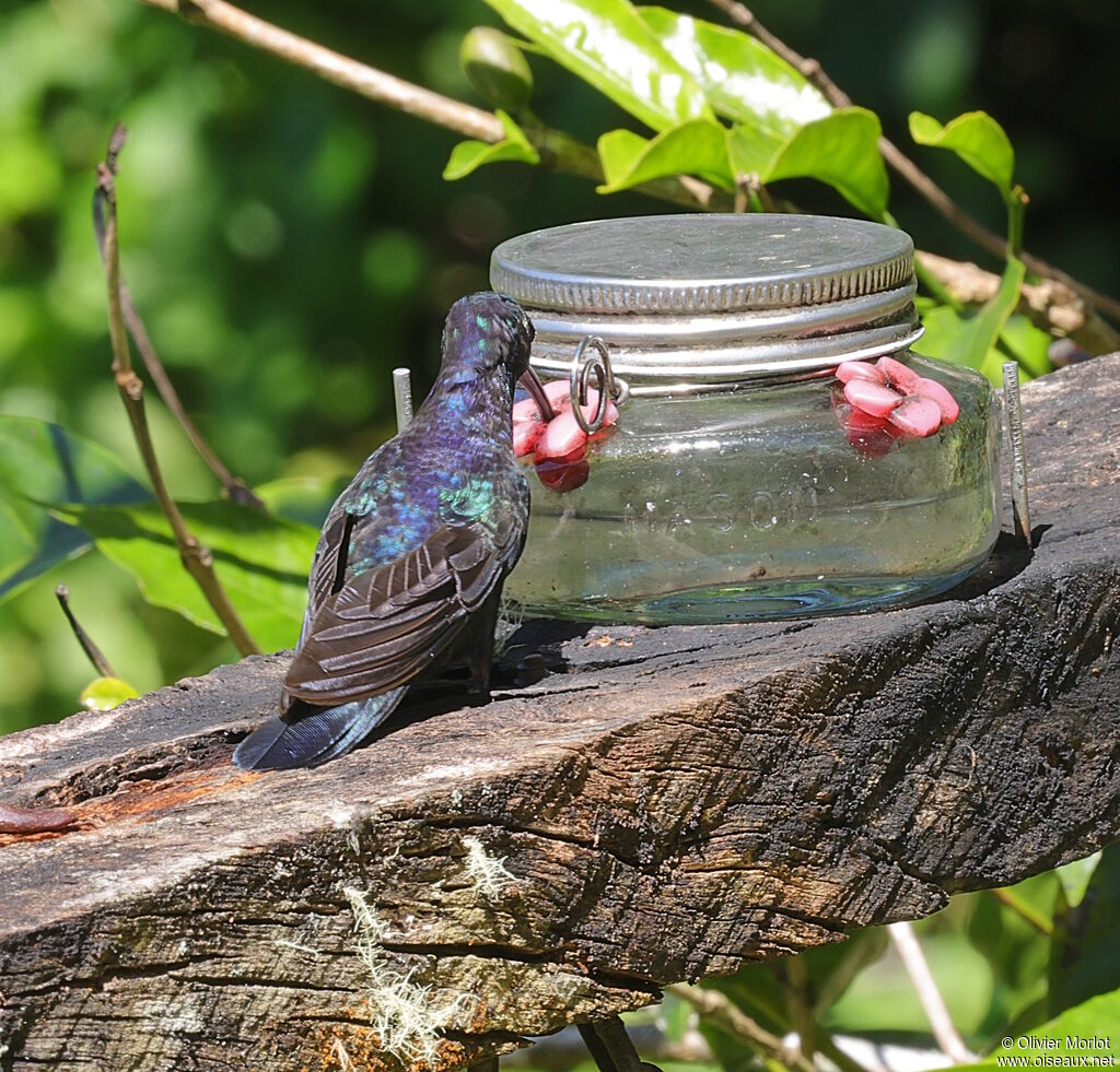 Violet Sabrewing