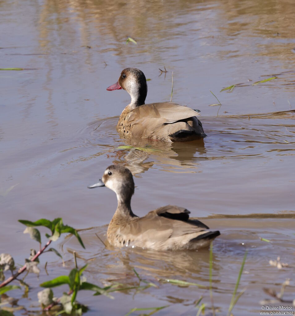 Brazilian Tealadult