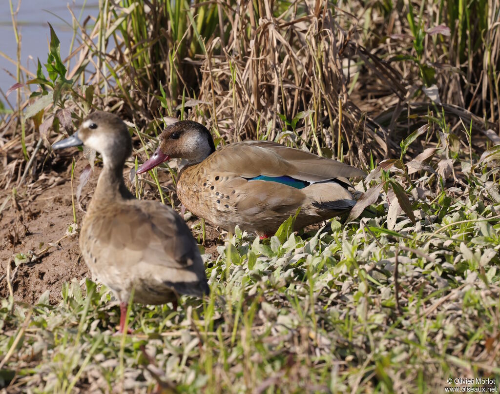 Canard amazonette mâle