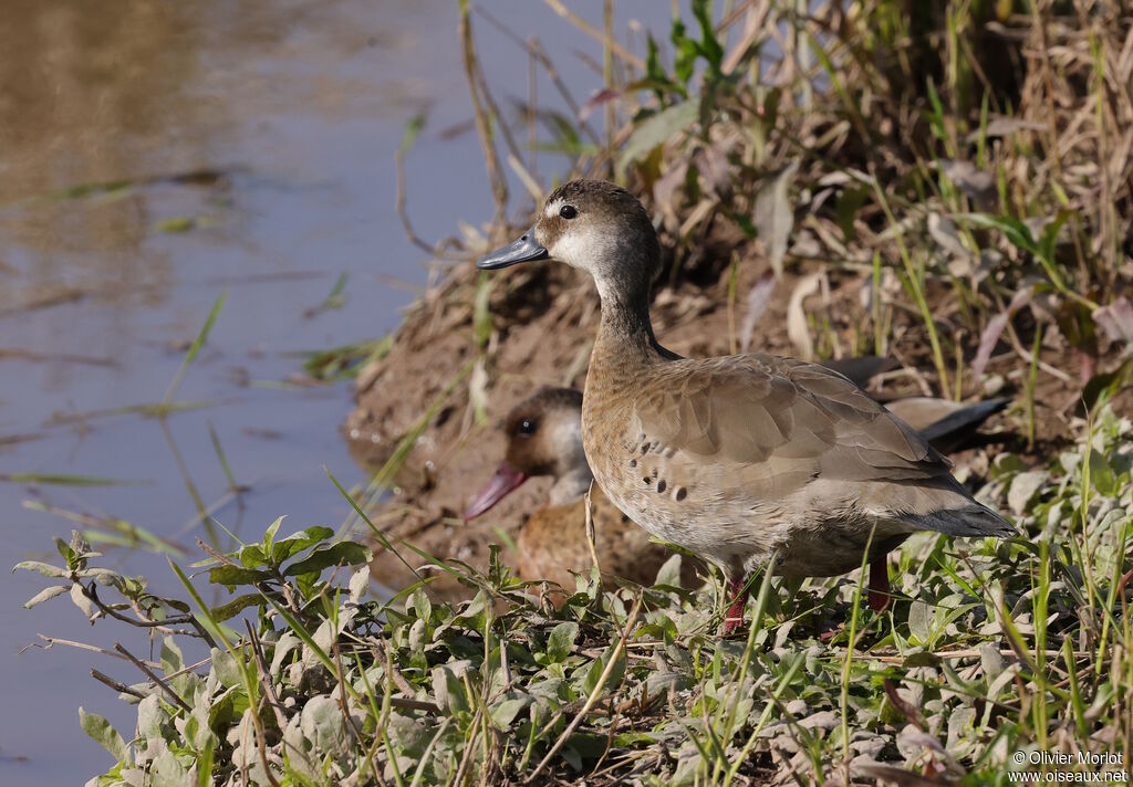 Canard amazonette femelle