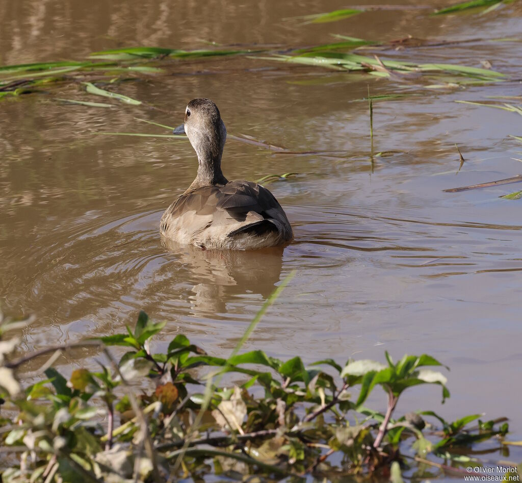 Canard amazonette femelle