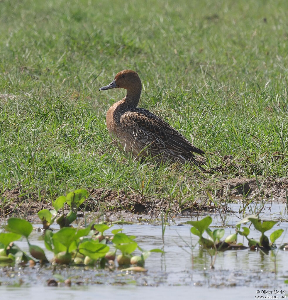 Canard pilet femelle