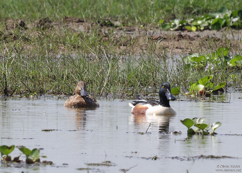 Canard souchet femelle