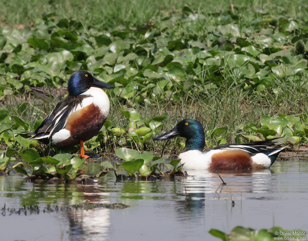 Canard souchet mâle